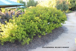 Leucadendron 'Wilson's Wonder' 2